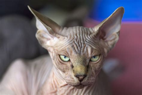 Weird Cat Breeds 7 Strange And Wonderful Felines I The Discerning Cat