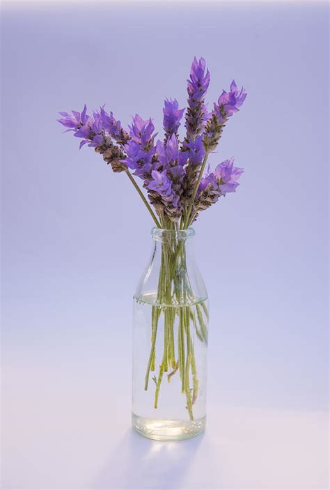 Lavender In Glass Vase Photograph By Jocelyn Friis