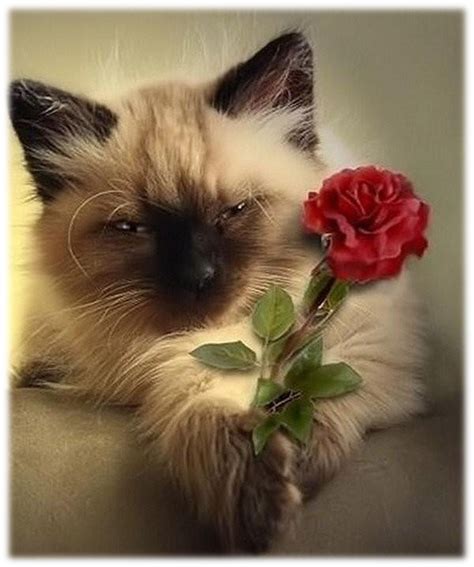 Give Your Love A Rose Today Siamese Cats Cats Meow Cats And Kittens Pretty Cats Beautiful