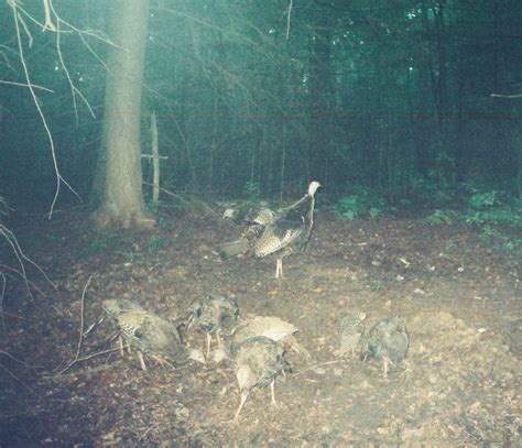 Turkeys In Massachusetts Pictures Of Turkeys Turkeys In The Suburbs