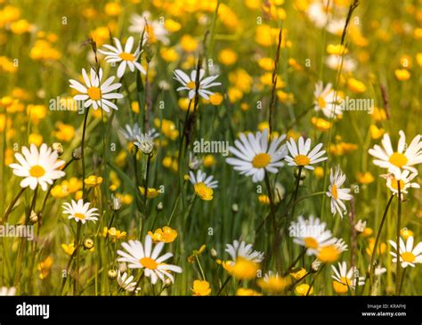 Spring Meadow With Daisies And Buttercups Stock Photo Alamy