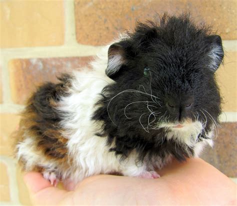 All Things Guinea Pig Curly Girls