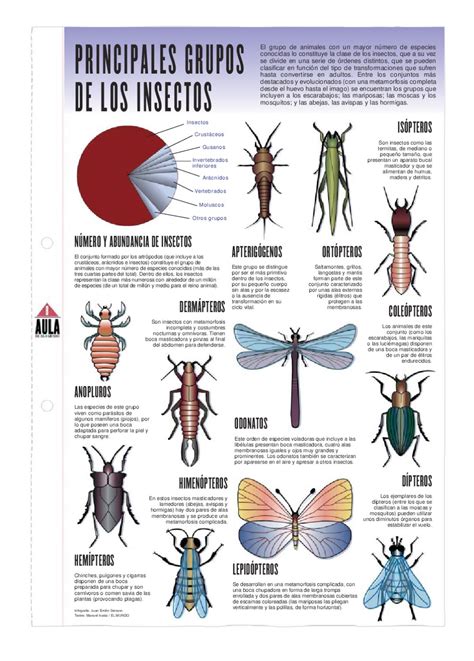 Principales Grupos De Insectos By Pedro Márquez Issuu