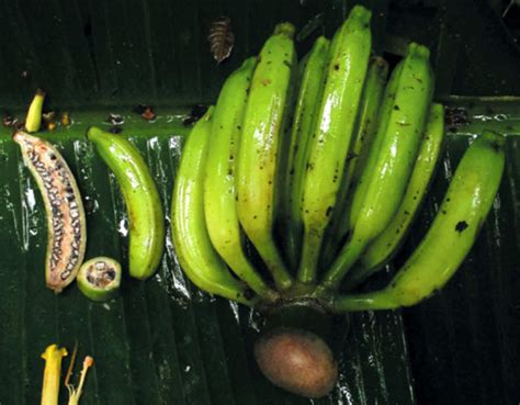 Musa Nanensis New Species Of Wild Banana Discovered In Thailand