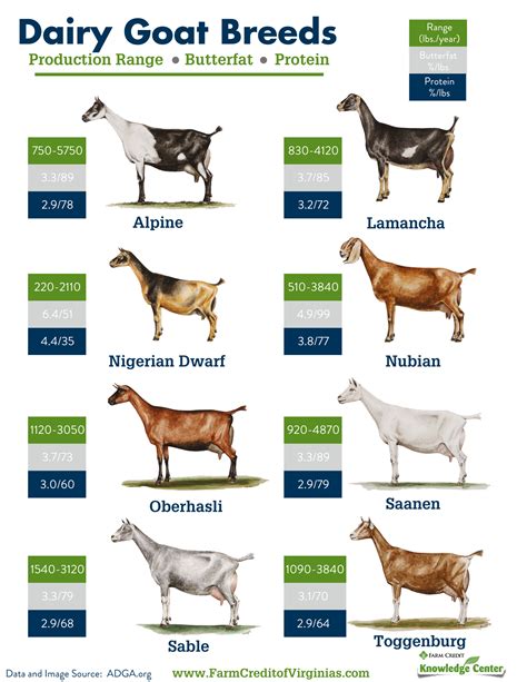 What Do Goats Eat Your Complete Guide To Feeding Goats Artofit