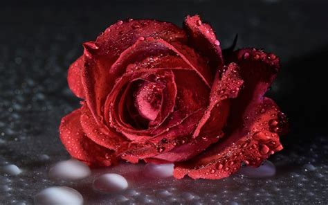 Wallpaper Red Rose Water Drops Flower Close Up 1920x1200 Hd Picture