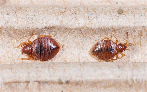Blog Does Pest Control Work Against Bed Bugs Raleigh Exterminators