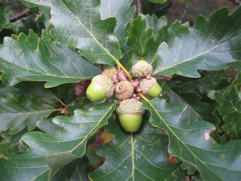 Jul 29, 2020 · an oak tree is a common tree that grows from an acorn. English and Sessile Oak - Tree Guide UK English Oak ...