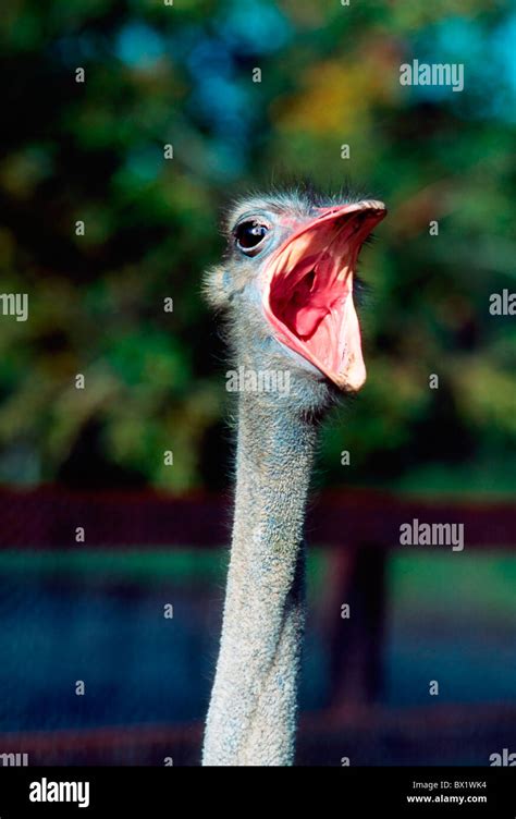 Ostrich With Open Mouth Stock Photo Alamy