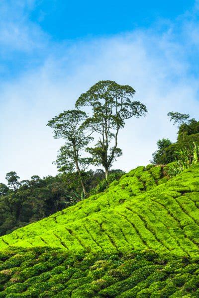 Cameron highlands cool climate provide an ideal place to grow tea. Tea plantation Cameron highlands, Malaysia — Stock Photo ...