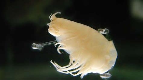 Chemical Pollution Found In Animals Living In Deepest Ocean Trench