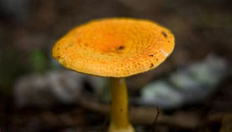 How To Find Wild Edible Mushrooms In Tennessee Garden Guides