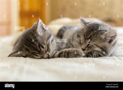 Two Tabby Kittens Sleeping Together Pretty Baby Cats Kids Animal Cat