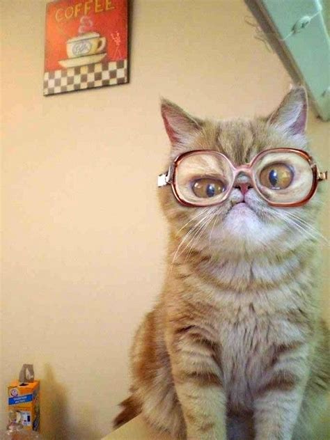 Mar 06, 2017 · cuando es uno solo el progenitor o adoptante, no puede acumularse el periodo de paternidad al de maternidad. Cuando cobro mi salario | Gatos, Mascotas, Animales graciosos