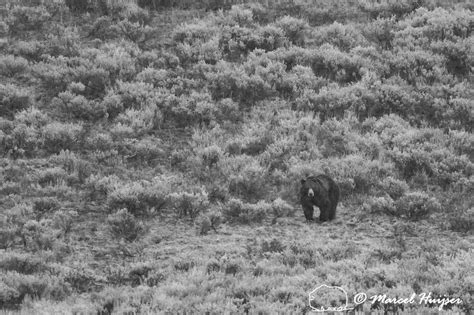 Marcel Huijser Photography Grizzly Bear Ursus Arctos At Dusk
