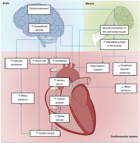 Figure Of The Cardiovascular Stress Response Focusing On The Main