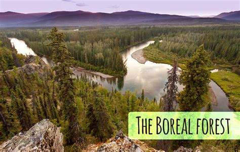 Where Are Boreal Forests Located