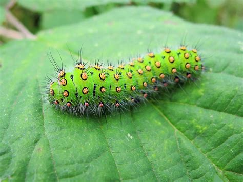 Emperor Moth Caterpillar Explored 200354 I Found This Flickr