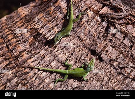 Aka American Anole Hi Res Stock Photography And Images Alamy