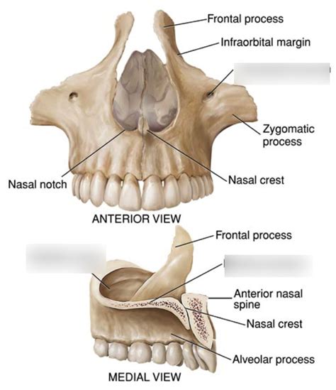 Facial Bone Maxilla Diagram Quizlet
