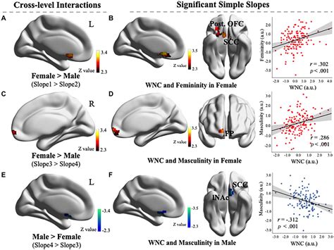 Frontiers Sex Specific Functional Connectivity In The Reward Network