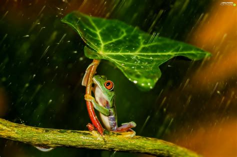 Rain Frog Leaf For Phone Wallpapers 2048x1363