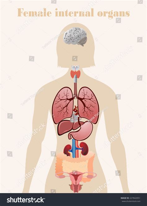 Abnormal morphology of female internal genitalia. Female Internal Organs Stock Vector Illustration 227842051 : Shutterstock
