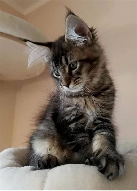 Magical, meaningful items you can't find anywhere else. Maine Coon Cats For Sale | North Carolina 54, NC #290566
