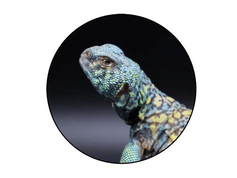 Reptiles For Sale - Buy Live Reptiles Online