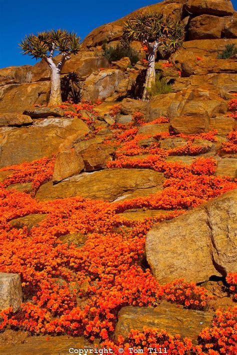 Maybe you would like to learn more about one of these? Namaqualand wildflowers in South Africa | South africa ...
