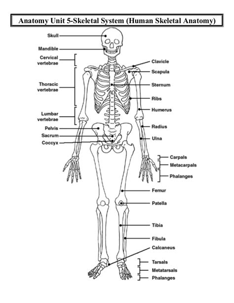 The most complete ultimate home study course in human anatomy and physiology. Anatomy unit 5 skeletal and muscular systems human ...