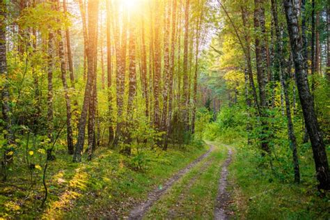 Forest And Road Landscape Sunny Afternoon Stock Photo Image Of Land