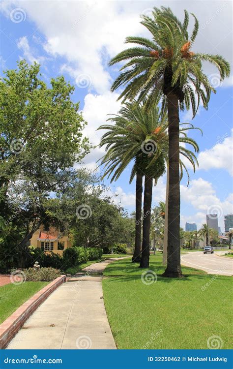Palm Trees In Tampa Florida Stock Photo Image Of Construction