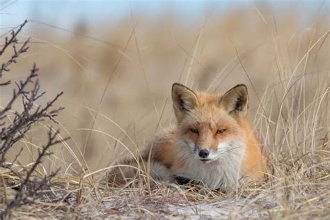 Red Fox Smithsonian Photo Contest Smithsonian Magazine