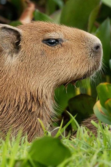 The Capybara Is Extensively Hunted For Meat Hide And Grease From Its