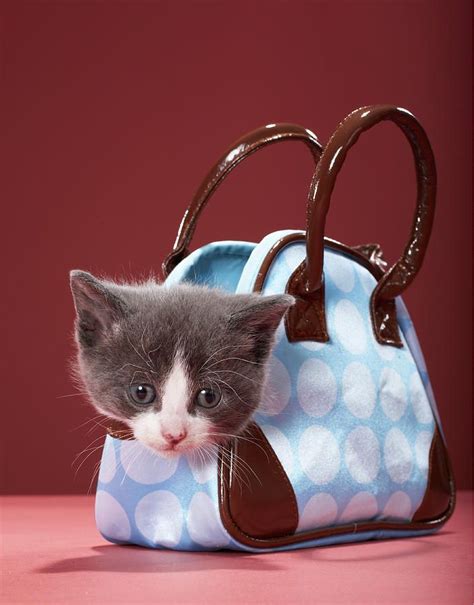 Kitten In Handbag By Martin Poole Crazy Cats Kittens And Puppies