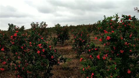 Russian 26 is as heat tolerant as it is cold tolerant. Pomegranate tree flower🌺🌻🌹🌷 - YouTube