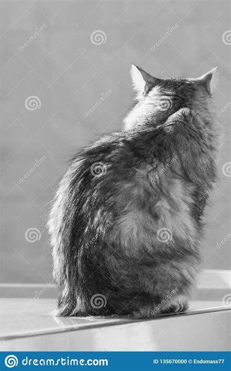 Lovable Siberian Cat Of Livestock Long Haired
