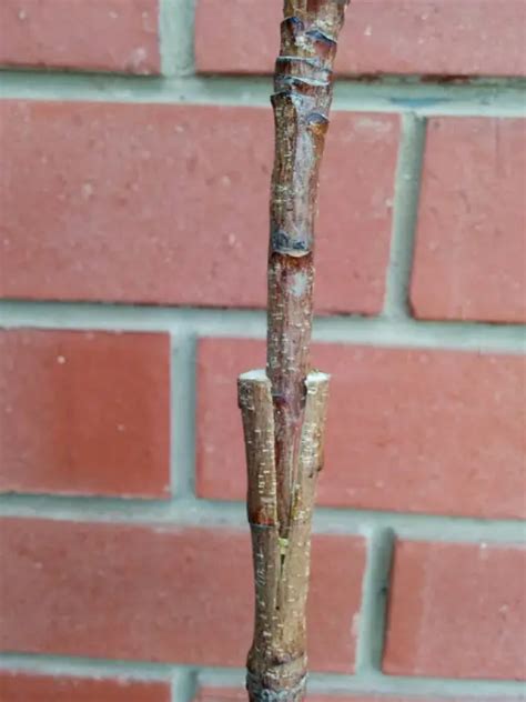 Propagation Methods Grafting Peach Trees With Plums