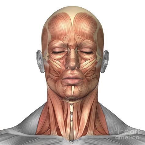 Anatomy Of Human Face And Neck Muscles Digital Art By Stocktrek Images