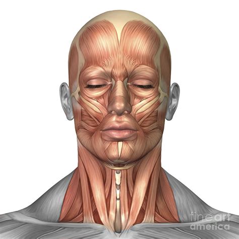 Human Face Anatomy For Artists