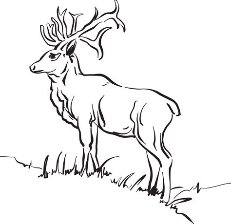Beautiful Deer Drawing Free Image Download