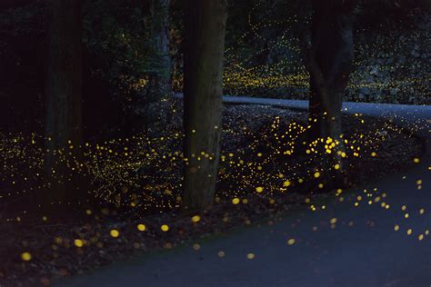 Long Exposure Fireflies Rpics