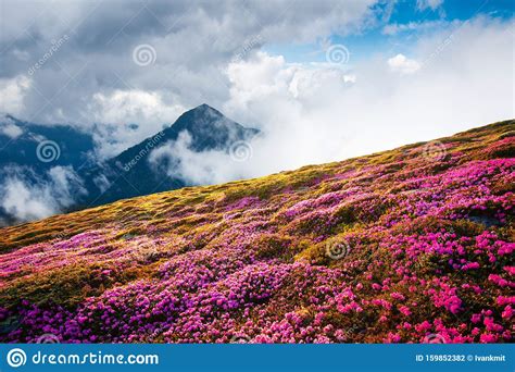 Magical Landscape With Charming Pink Rhododendron Flowers Stock Photo