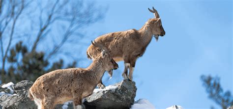 The word markhor is persian for snake eater. 40 Fascinating Facts about the Markhor (National Animal of ...