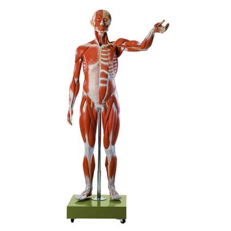 Muscle Anatomy Models Somso Muscular Figure Models Biomedical Models