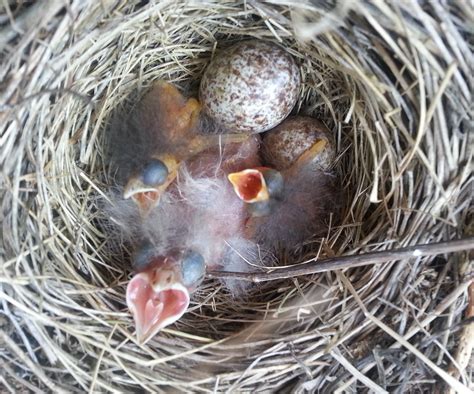 Filesavannah Sparrow Passerculus Sandwichensis Nestlings Baby Birds