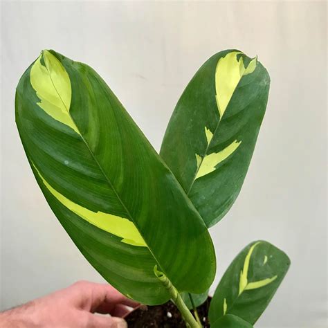 Never leave them in direct sunlight that will bleach or scorch their leaves. Ctenanthe Lubbersiana Golden Mosaic - Special Plants ...