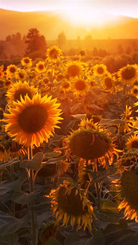 Girasoles Al Atardecer Fondo De Pantalla 4k Hd Id10653