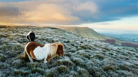 Wild Ponies At Hay Bluff Black Mountains Brecon Beacons National Park